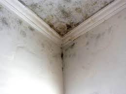 Best Environmental Consulting for Mold Prevention  in Montgomery, WV